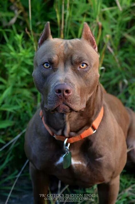 Moomoo or piebald pit bull. Blog Interessante: 2017
