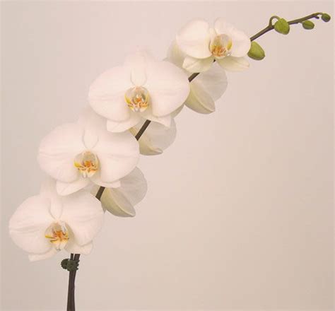 Orchid Plants White Phalaenopsis Orchidaceous Orchid Blog