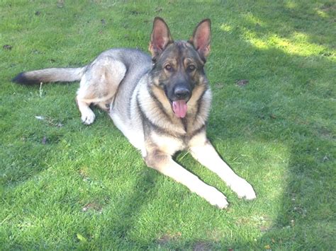 The long haired german shepherd is a purebred german shepherd but what makes them so this type of german shepherd is very rare to find around because, for a puppy to be born long haired. Silver Grey German Shepherd Male | Wigston, Leicestershire ...