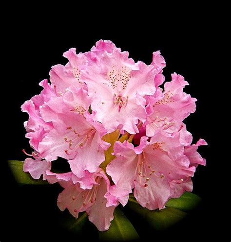 It is a federal district. Rhododendron - state flower of Washington state ...