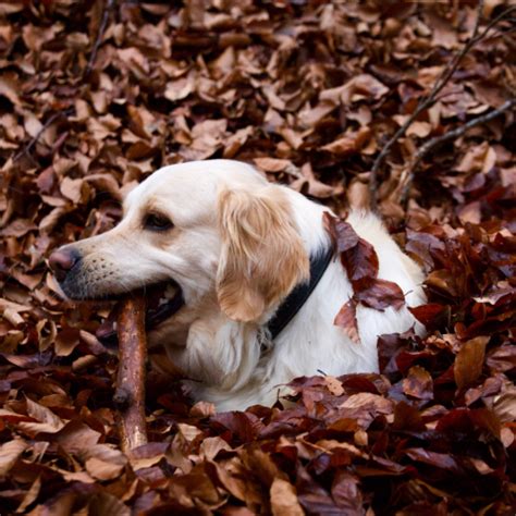 Can you use human shampoo on dogs? - Groomers | Blog