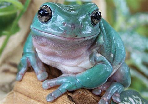 Whites Treefrog Lithoria Caerulea Australia Whites Tree Frog