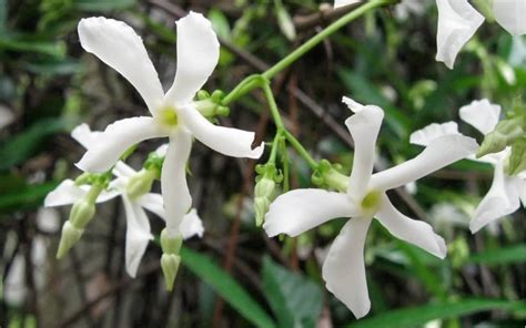 Maybe you would like to learn more about one of these? Buy Fragrant Confederate Jasmine Vine - FREE SHIPPING ...