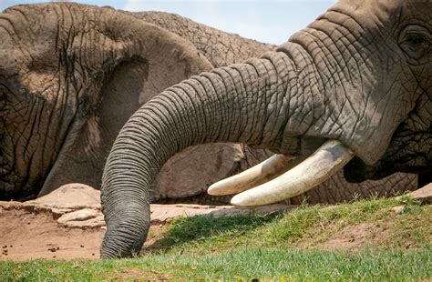Elephant Tusks · Free Stock Photo