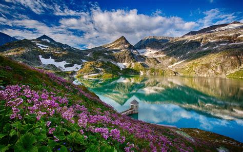 They are bright, desired, pleasantly smell. Beautiful spring, mountains, lake, flowers, water ...