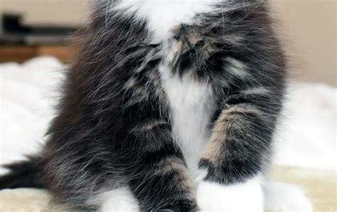 Whether you have just adopted a cat or considering getting if you have not decided on which type or breed you want and you are searching the web for cats for adoption, until you actually see the cats in. Maine Coon Kittens For Adoption Near Me - The Y Guide