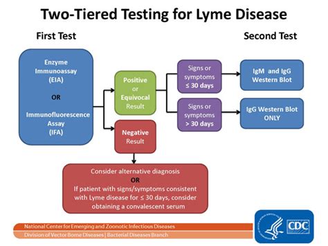 Spirochetes Unwound A Biosignature Of Early Lyme Disease