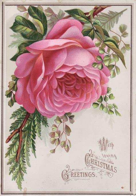 Antique Victorian Christmas Card With Large Pink Rose