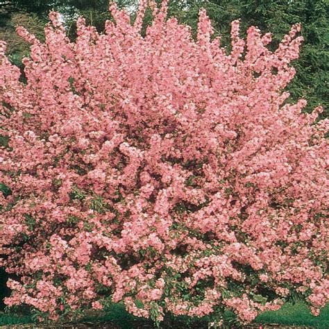 728 Gallon Pink Crabapple Floribunda Rosea Flowering Tree In Pot With