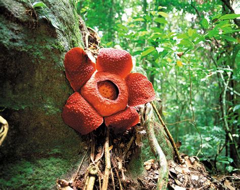 Below you'll see some of the common and unusual plants of indonesia, malaysia and thailand, including kalimantan (indonesian borneo), the malaysian peninsula and malaysian borneo. Amazing Rafflesia, Sarawak, Malaysia | Borneo Adventure