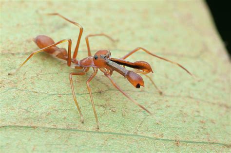 Ant Mimic Jumping Spider Photograph By Melvyn Yeo