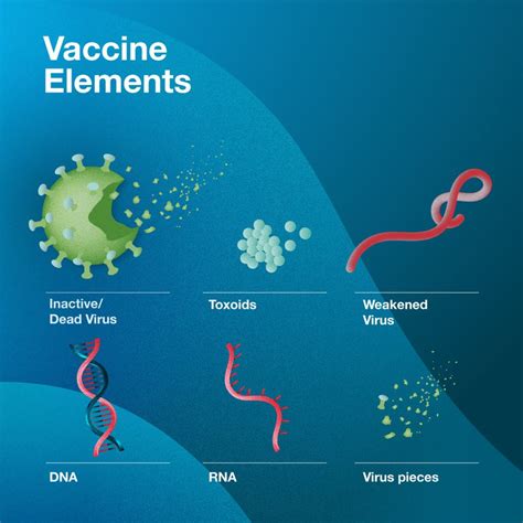 Vaccine Development How Are Vaccines Made Caltech Science Exchange