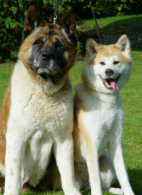 Difference Between Japanese Akita And American Akita