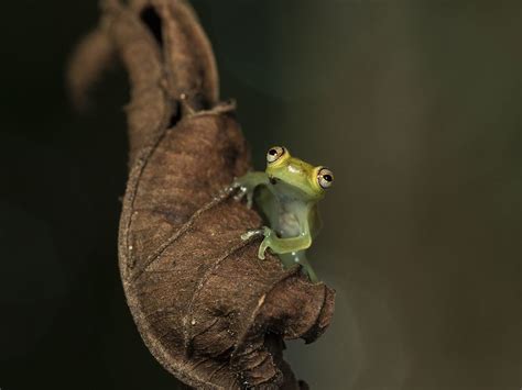 Small Green Tree Frog Smithsonian Photo Contest Smithsonian Magazine