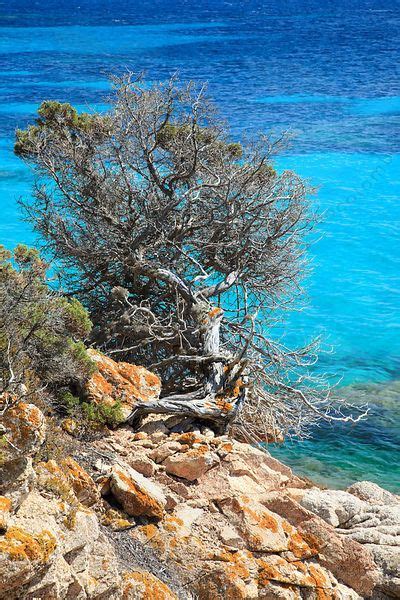 La scelta delle piante mediterranee. Macchia mediterranea, Corsica, France By Matteo Colombo ...