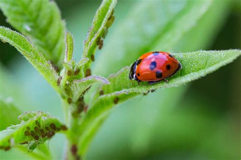 Common Garden Pests And How To Treat Them Loveproperty Com