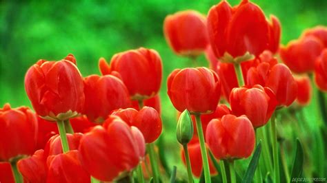 Wallpaper Bunga Tulip Merah | Deloiz Wallpaper