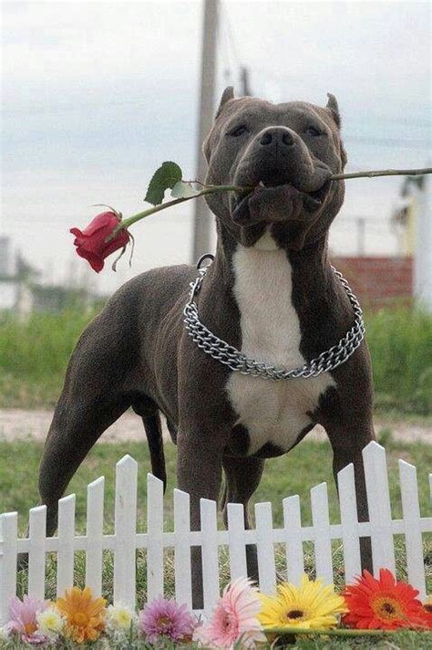 17 Best Images About I Love My Pit Bull On Pinterest Therapy Dogs