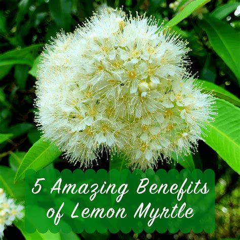 5 Amazing Benefits Of Lemon Myrtle Lemon Myrtle Fragrances