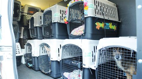 VCA Charities Join Forces with Banfield and Pedigree Foundations to