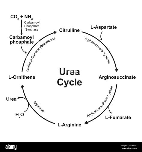 Urea Cycle Illustration Stock Photo Alamy