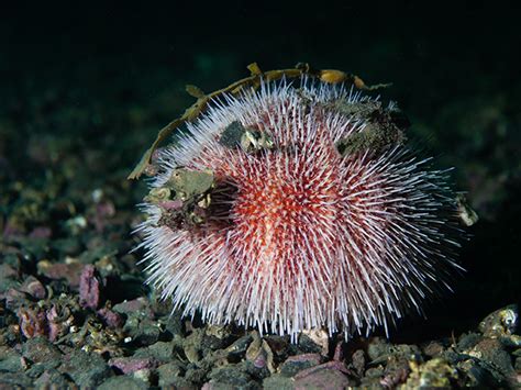 Common Sea Urchin Echinus Esculentus