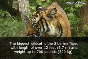 18 fun facts about cats - Raise Your Brain