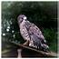 Broad Winged Hawk By Taggart  EPHOTOzine