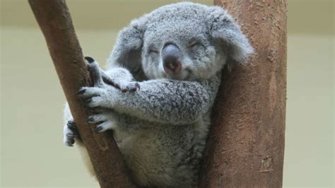 Why Koalas Are Called ‘koala Bears Mental Floss