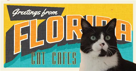 Being the first of its kind in the area, cattyshack cafe enhances a positive image for fort myers while improving quality of life for residents and local environment. Florida Cat Cafes - That Cat Life