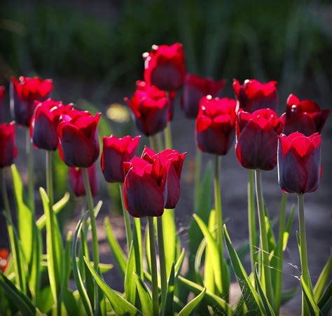 Tulipanes Rojos Flores Foto Gratis En Pixabay Pixabay
