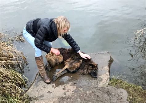 Maybe you would like to learn more about one of these? Dog Thrown in River with Rock Around Her Neck Adopted After Recovery | PEOPLE.com