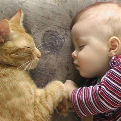 Top 14 Super Cute Cats With Super Cute Babies