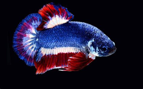 The winning bid on a facebook auction for a betta fish pigmented like thailand's national flag ended at a whooping 53,500 baht as far as we are aware, this makes it the most expensive betta fish in the world. The most expensive betta fish - Nice Betta Thailand.CO.,LTD