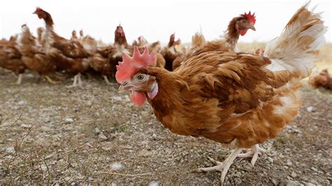 Ia Chicken Farm Faces Severe Bird Flu Outbreak In Second Major Case