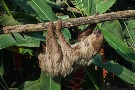 Fascination With Sloths Segues Into Mindfulness Meditation Lighthouse