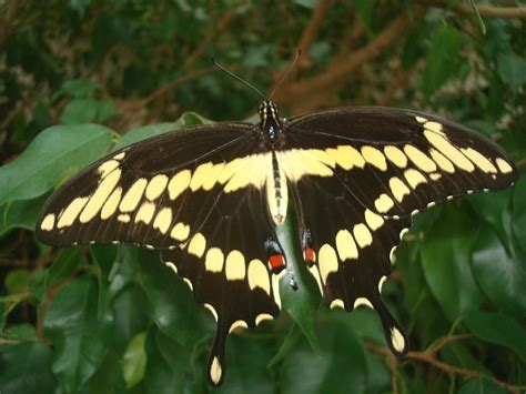 We're here to help you unleash your full potential, no matter the chosen pursuit. Polk County's Most Wanted - Giant Swallowtail Butterfly ...