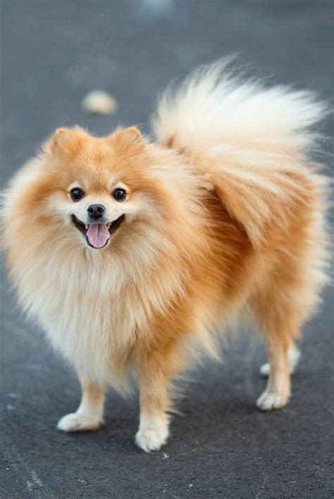 Just 43 Pictures Of Sweet And Fluffy Small Dog Breeds Youll Want To