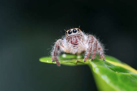 We will discuss the facts and science behind this myth. How Long Can A Spider Live Without Food Or Water?