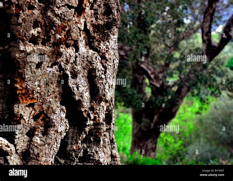 Corsica Cork Oak Stock Photo Alamy