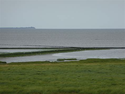 Waddenzee is prima omgeving voor zeehond. Waddenzee/Pieterburen