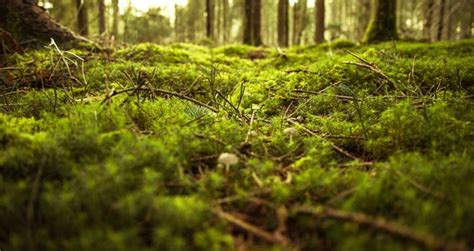 1000 Interesting Forest Floor Photos · Pexels · Free Stock Photos