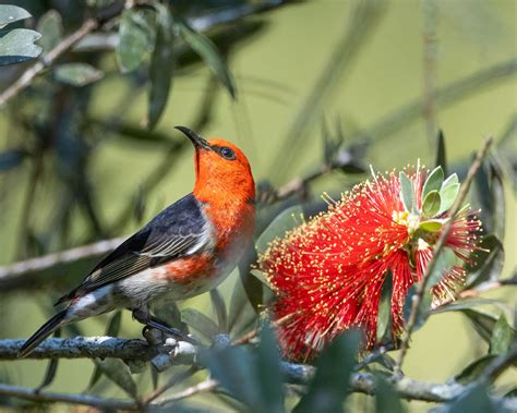 Scarlet Honeyeater Birdforum