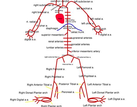 Printiable Mape Of Arteries And Viens What Are Arteries Veins And