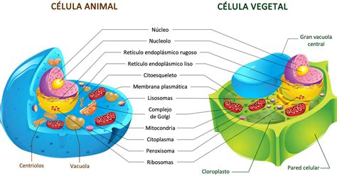 Cuadros comparativos entre célula animal y vegetal para descargar e
