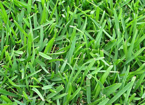 What Type Of Grass Do I Have Lawn Love