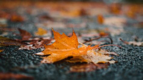 Closeup View Of Yellow Fallen Leaves On Road Autumn Rain Puddle Blur