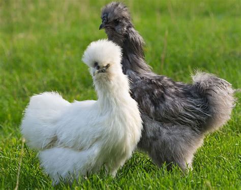 A Complete Guide To Silkie Chicken Colors Breeding Chart Sexing Standards And More Artofit
