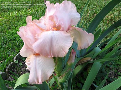 Plantfiles Pictures Tall Bearded Iris Pink Attraction Iris By