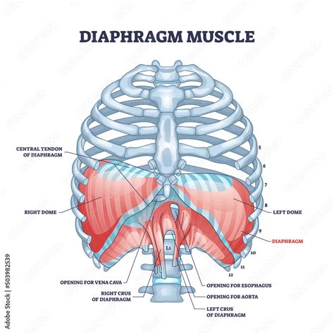 Diaphragm Muscle Structure With Transparent Ribcage Bones Outline Diagram Labeled Educational